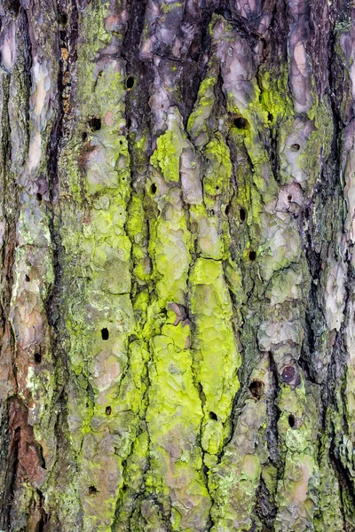 Närbild Pine Bark Skogen Våren Med Olika Typer Mossa Ytan — Stockfoto