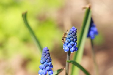 Bahar bahçe yakın çekim böcekler ve yumuşak odak ile hassas mavi Muscari çiçekler bahar