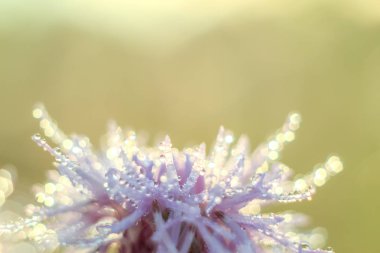 Değişken odak ve bulanık arka planda yükselen güneş ışınlarının bir kuru çiçek soyut ve bulanıklık Close-Up bırakır. Kopya alanı.