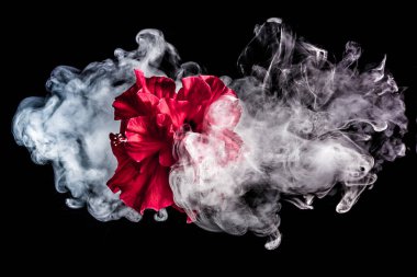 Kırmızı çay çiçek çok renkli duman bulutları içinde izole üzerinde yükseldi 