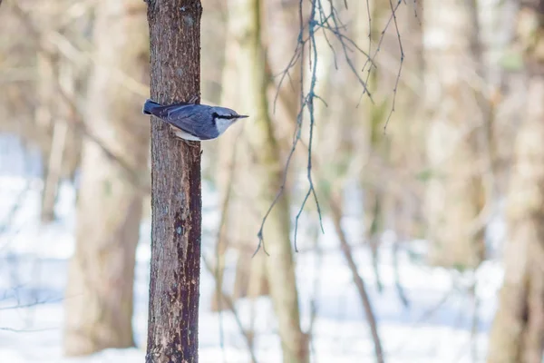 Hongerige wilde vogels Boomklever op een boom in het voorjaar bos — Stockfoto