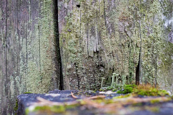 Nahaufnahme Natürliches Stillleben Frühlingswald Mit Verschiedenen Arten Von Moos Pflanzen — Stockfoto