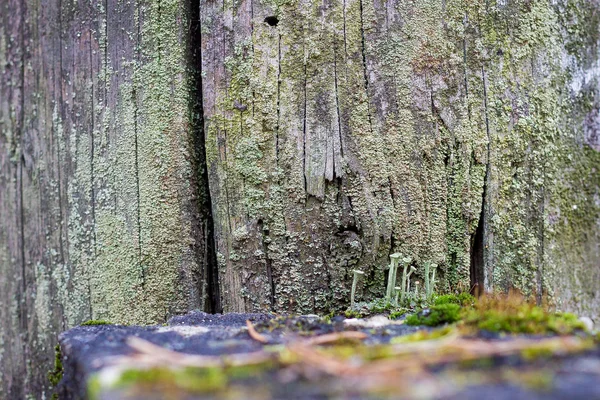 Close Natural Still Life Spring Forest Different Types Moss Plants — Stock Photo, Image