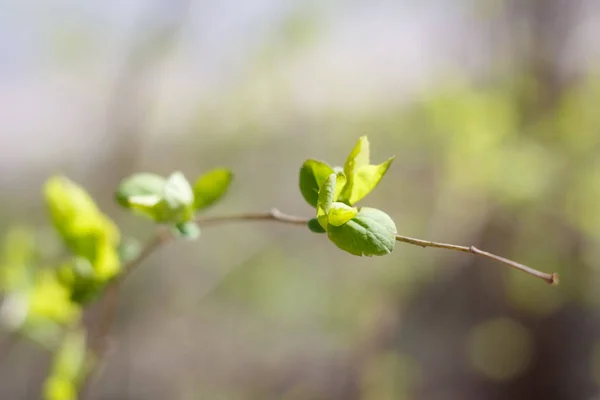 Nahaufnahme Von Frühlingsfrischen Blättern Auf Ästen Mit Knospen Weichem Fokus — Stockfoto