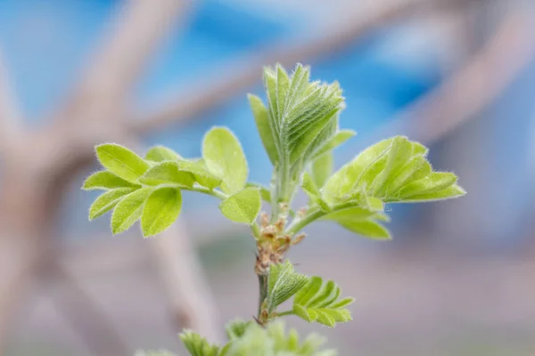 Foto Cerca Hojas Frescas Jóvenes Primavera Ramas Árboles Con Brotes —  Fotos de Stock