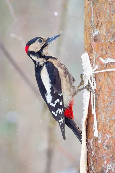 hungry wild bird woodpecker on a tree in spring forest