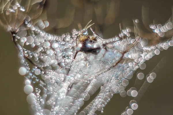 Nahaufnahme Abstrakter Tropfen Auf Einem Spinnennetz Mit Variablem Fokus Und — Stockfoto