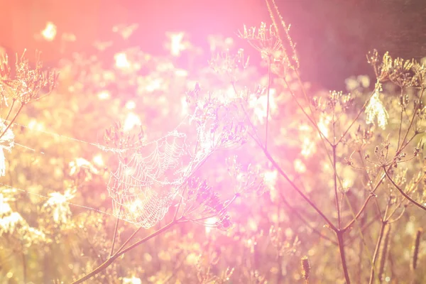 宁静的春天雾蒙蒙的田野 在雨后的阳光下闪耀着光芒 有着色彩的背景和选择性的焦点 在粉红色 柔和的焦点和模糊的背景 — 图库照片