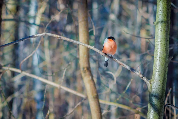 Bullfinchr pássaro selvagem faminto em uma árvore na floresta de primavera — Fotografia de Stock