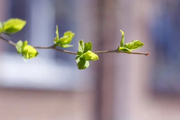 Close Photo Spring Young Fresh Leaves Tree Branches Buds Soft — Stock Photo, Image