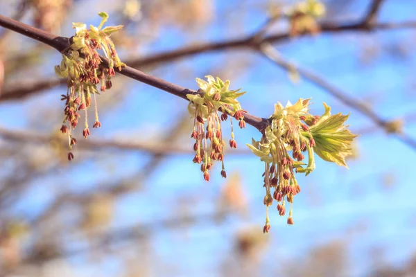 Foto Cerca Hojas Frescas Jóvenes Primavera Ramas Árboles Con Brotes —  Fotos de Stock