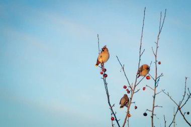 Aç yabani kuş İpekkuyruk bahar ormandaki bir ağaç üzerinde