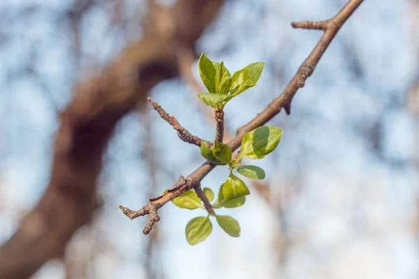 Close Photo Spring Young Fresh Leaves Tree Branches Buds Soft — Stock Photo, Image