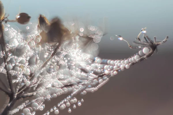 Närbild Abstrakta Tappar Ett Spindelnät Med Variabelt Fokus Och Suddig — Stockfoto