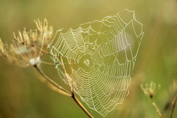 在太阳升起的光线中 在蜘蛛网上的干燥植物上的抽象落差特写镜头 其焦点可变 背景模糊 模糊和软焦点 — 图库照片