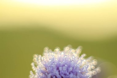 Değişken odak ve bulanık arka planda yükselen güneş ışınlarının bir kuru çiçek soyut ve bulanıklık Close-Up bırakır. Kopya alanı.