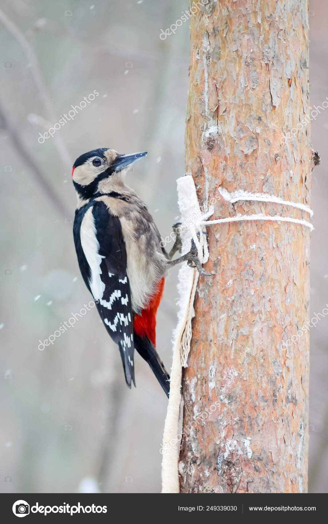 Hungry Wild Bird Woodpecker On A Tree In Spring Forest Stock Photo Image By C Tonyfuse