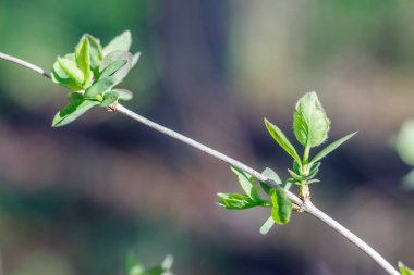 Bahar genç taze yaprak ağaç üzerinde yakın çekim fotoğraf tomurcukları, yumuşak odak ve bulanıklık arka plan ile dalları. Yeni bir hayat kavramı.