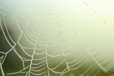 Değişken odak ve bulanık arka planda yükselen güneş ışınlarının bir örümcek ağı üzerinde soyut Close-Up bırakır. Bulanıklık ve yumuşak odak.