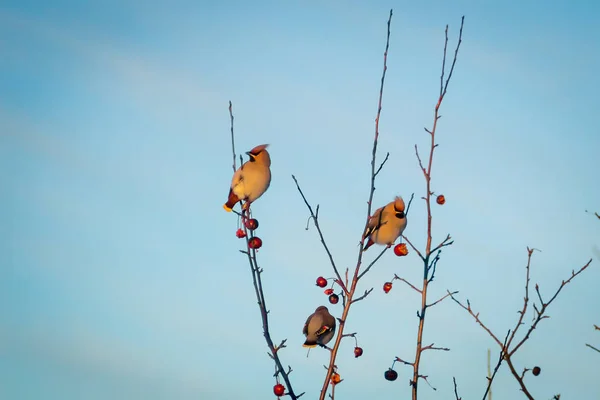 Hungriger Wildvogel wächst auf einem Baum im Frühlingswald — Stockfoto