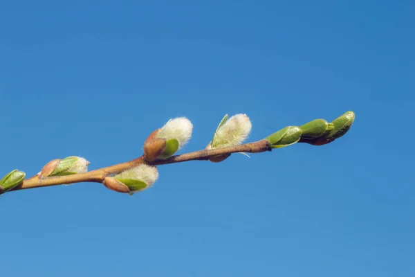 Close Photo Spring Young Fresh Leaves Willow Verba Tree Branches — Stock Photo, Image