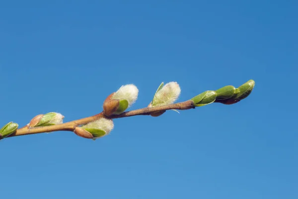 Photo Gros Plan Jeunes Feuilles Fraîches Saule Verba Printemps Sur — Photo