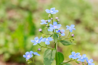 Hassas mavi korun Çiçek bahçesinde pastel arka plan ve seçici yumuşak odak bulunan bahar