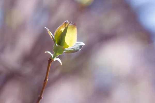 Close Photo Spring Young Fresh Leaves Tree Branches Buds Soft — Stock Photo, Image