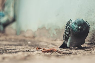 Yumuşak odak arka plan üzerinde depresyon ve ilgisizlik atmosferiyle şehir bahçesinde ölüyor bir üzgün ve hasta güvercin close-up. Uzay kopyalayın ve tonda.