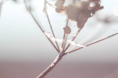 Değişken odak ve bulanık arka planda yükselen güneş ışınlarının bir örümcek ağı üzerinde soyut Close-Up bırakır. Bulanıklık ve yumuşak odak.