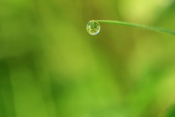 Vackra Närbild Dagg Diamond Droppar Gräs Med Variabelt Fokus Och — Stockfoto