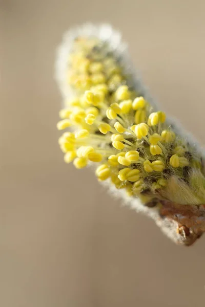 Close Photo Spring Young Fresh Leaves Willow Verba Tree Branches — Stock Photo, Image