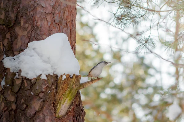 Hungriger Wildvogel Kleiber auf einem Baum im Frühlingswald — Stockfoto