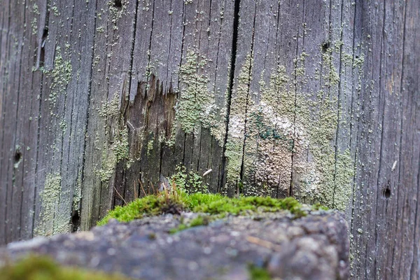 Natura Morta Primo Piano Nella Foresta Primaverile Con Diversi Tipi — Foto Stock