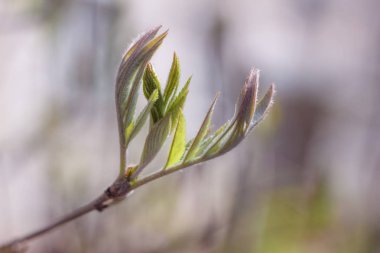 Bahar genç taze yaprak ağaç üzerinde yakın çekim fotoğraf tomurcukları, yumuşak odak ve bulanıklık arka plan ile dalları. Yeni bir hayat kavramı.