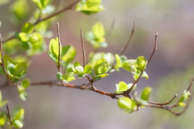 Bahar genç taze yaprak ağaç üzerinde yakın çekim fotoğraf tomurcukları, yumuşak odak ve bulanıklık arka plan ile dalları. Yeni bir hayat kavramı.
