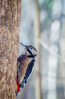 Aç yabani kuş ağaçkakan bahar ormandaki bir ağaç üzerinde
