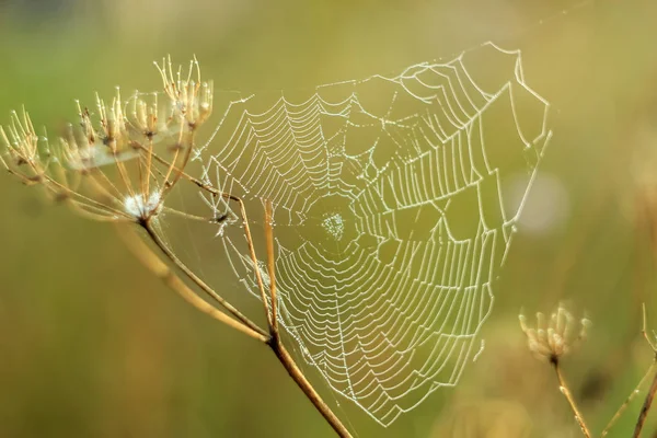 在太阳升起的光线中 在蜘蛛网上的干燥植物上的抽象落差特写镜头 其焦点可变 背景模糊 模糊和软焦点 — 图库照片