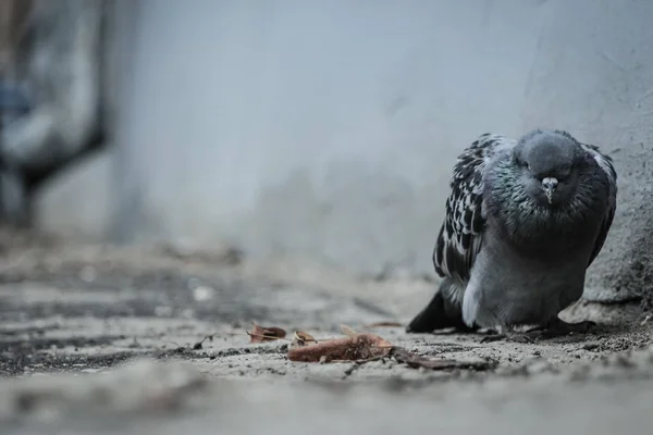 Close One Sad Sick Pigeon Dying City Yard Depression Apathy — Stock Photo, Image