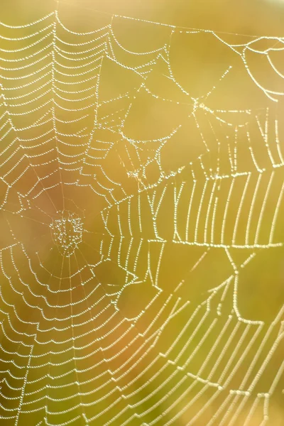 在初升的太阳光线中 在具有可变焦点和模糊背景的蜘蛛网上的抽象落差特写镜头 模糊和软焦点 — 图库照片