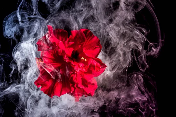 Red tea rose flower in clouds of multicolored smoke on isolated — Stock Photo, Image