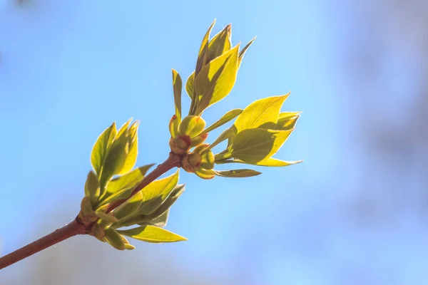 Nahaufnahme Von Frühlingsfrischen Blättern Auf Ästen Mit Knospen Weichem Fokus — Stockfoto