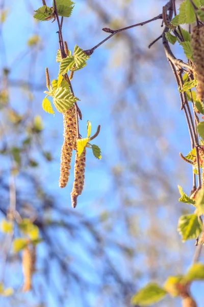 春の若い新鮮な白樺の葉とツリー上のイヤリングのクローズ アップ写真のつぼみ ソフト フォーカス ぼかし空を背景に枝します 新しい生活の概念 — ストック写真