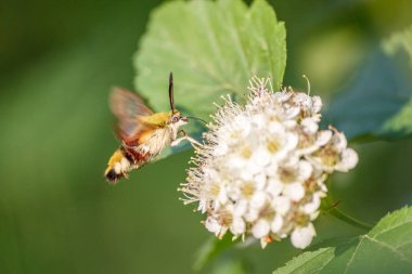 Yakın çekim bir hornworm güve-hawk uçuş beyaz çiçek nektarı için yaz günü yeşil ile seyir üzerinde bulanıklık arka plan ve yumuşak odak. Makro fotoğrafçılık böceklerin doğal ortamlarında kavramı.