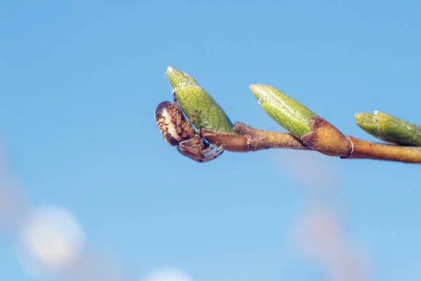 Close Foto Van Voorjaar Jonge Verse Blaadjes Boomtakken Met Toppen — Stockfoto