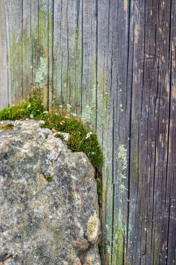 Yakın çekim doğal natürmort moss, bitkiler ve böcekler ağaç arka plan olarak yüzeyi farklı tipleri ile bahar ormandaki. Doku.