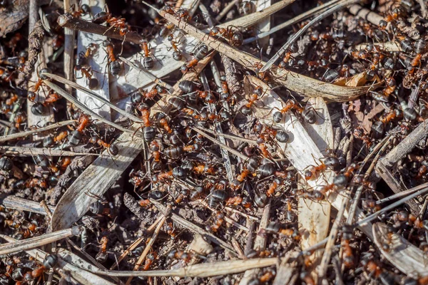 funny group of ants top view of the working day of their lives and relationships in the team on a bright sunny day. wallpaper and texture