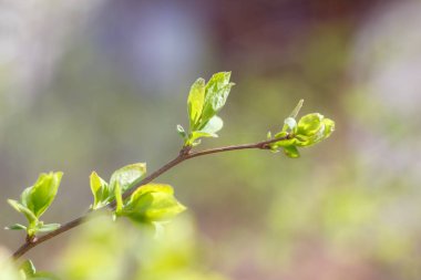 Bahar genç taze yaprak ağaç üzerinde yakın çekim fotoğraf tomurcukları, yumuşak odak ve bulanıklık arka plan ile dalları. Yeni bir hayat kavramı.