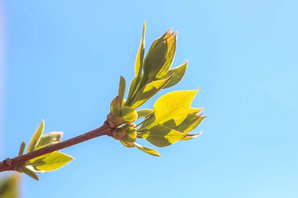 Close Photo Spring Young Fresh Leaves Tree Branches Buds Soft — Stock Photo, Image