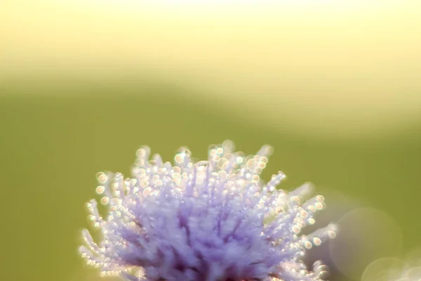 Närbild Abstract Och Oskärpa Droppar Torr Blomma Med Variabelt Fokus — Stockfoto